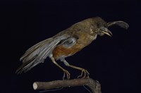 藏品(赤腹鶇)的圖片